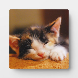 Little Kitty Sleeping Plaque