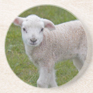 Little Lamb Coaster