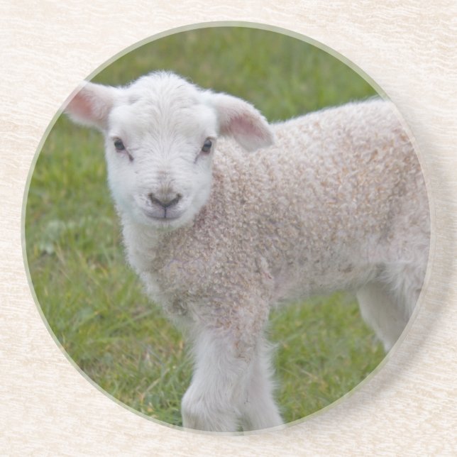 Little Lamb Coaster (Front)