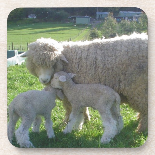 LITTLE LAMB COASTER (Front)