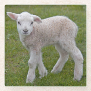 Little Lamb Glass Coaster