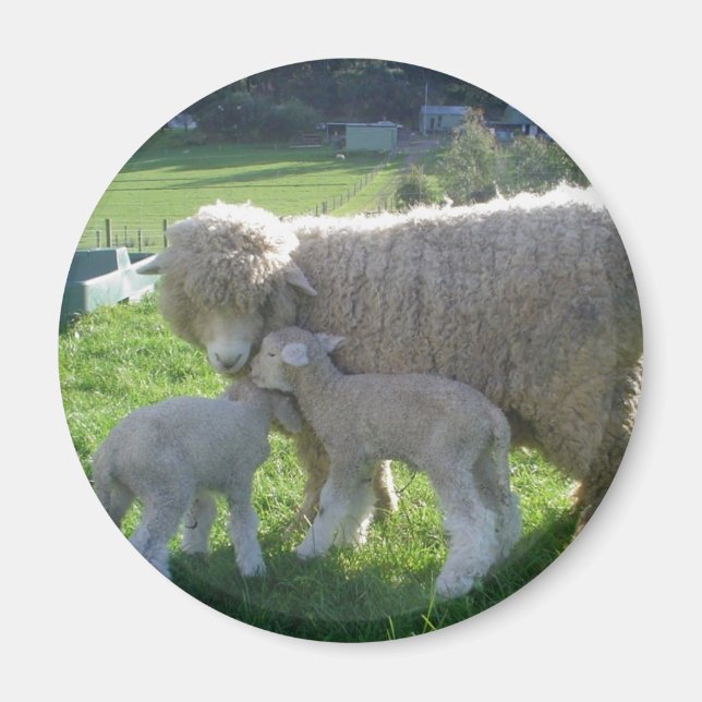 LITTLE LAMB MAGNET (Front)
