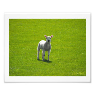 Little Lamb Photo Print