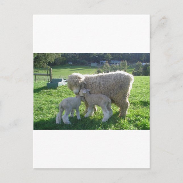 LITTLE LAMB POSTCARD (Front)