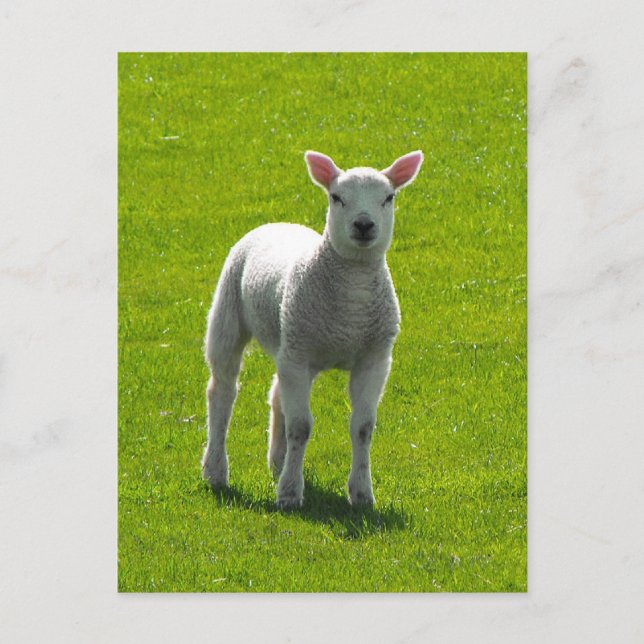 Little Lamb Postcard (Front)