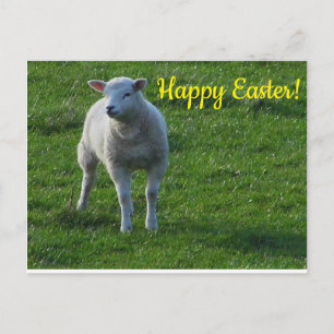Little Lamb Postcard