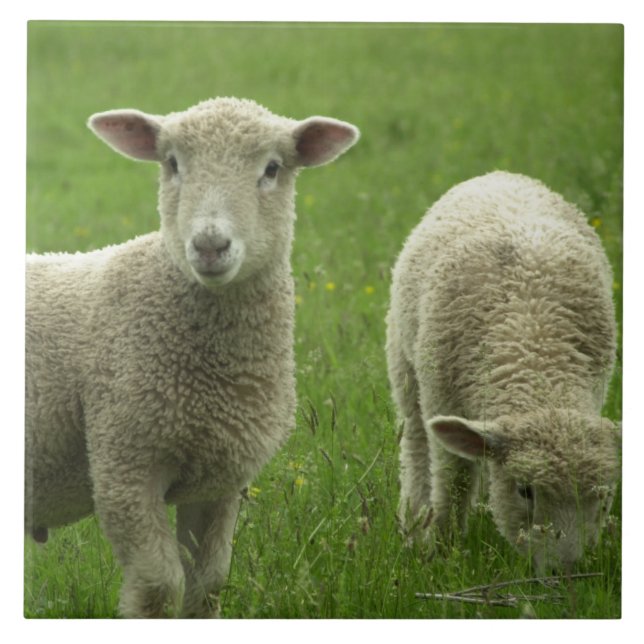 Little Lambs Tile (Front)