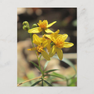 Little Lemon Head Wildflowers Postcard