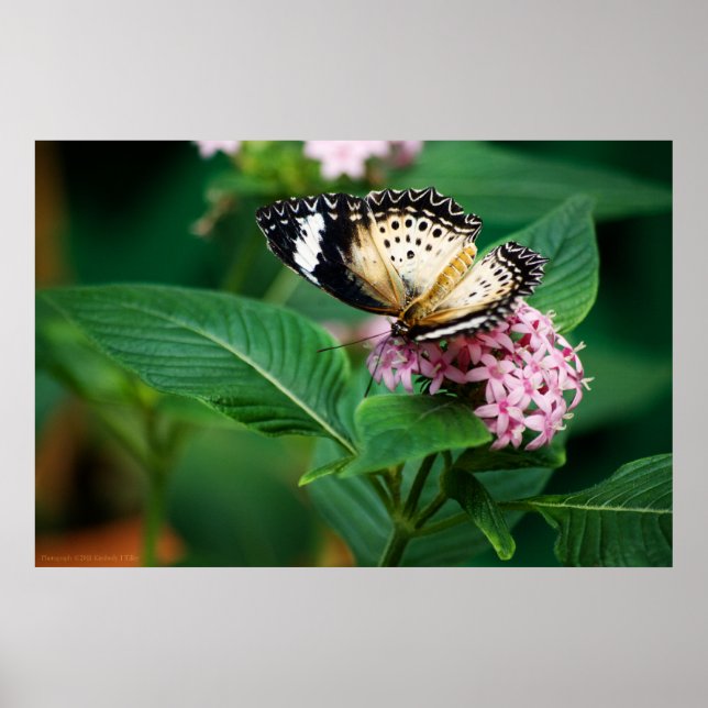 Little Leopard Wings Print (Front)