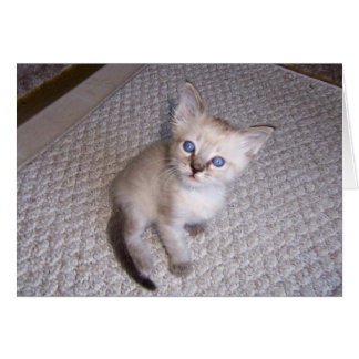 Little Louie Kitten Cat