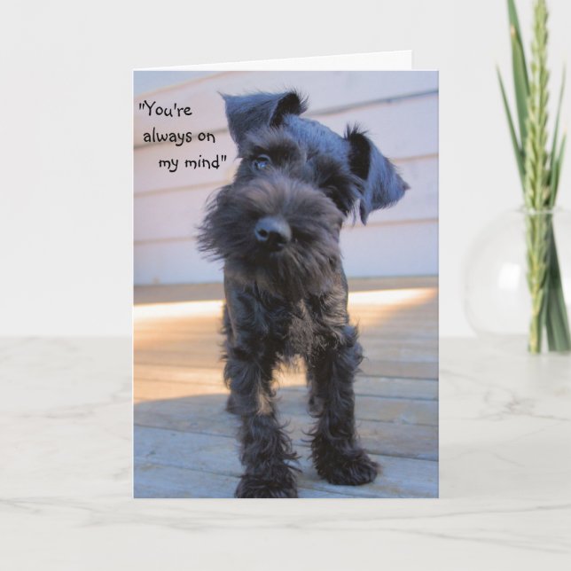 Little Miniature Schnauzer Puppy Greeting Card (Front)