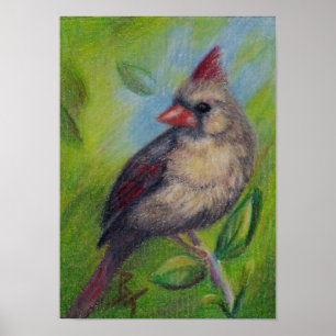 Little Miss Cardinal aceo Poster Print