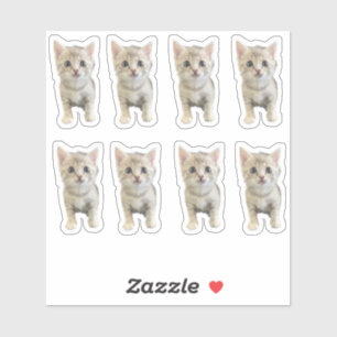 Little Miss Winter - Cat / Kitten