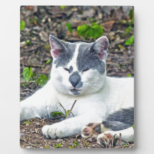 Little Mister Pants Plaque