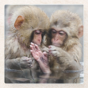 Little Monkeys   Hot Springs, Japan Glass Coaster
