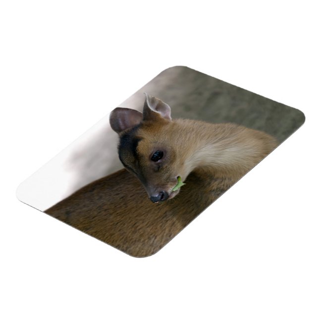 Little Muntjac Magnet (Left Side)