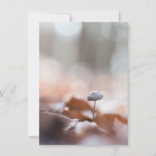 Little Mushroom Nature Photo Card