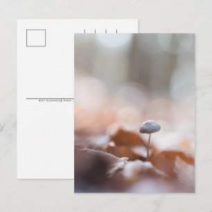 Little Mushroom Nature Photo Holiday Postcard