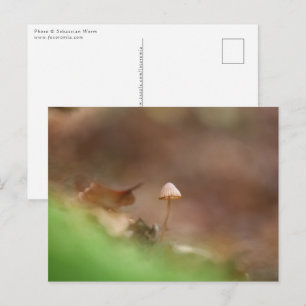 Little Mushroom Nature Photo Postcard