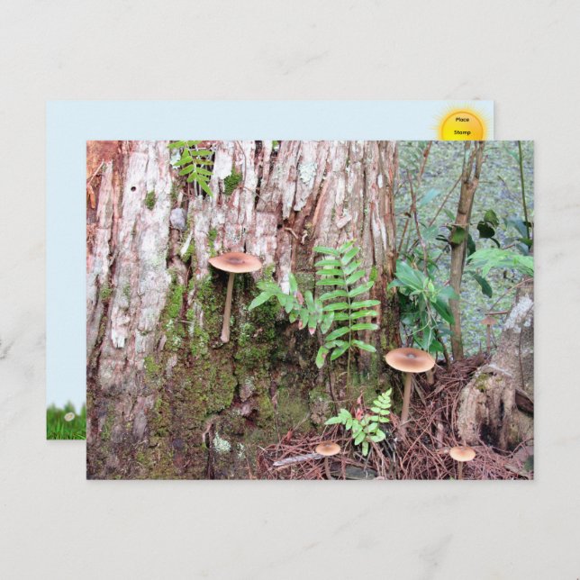  Little Mushrooms Postcard (Front/Back)