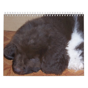 Little Newfie Girl Calendar