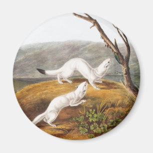 Little Nimble Weasel Putorius agilis Illustration Magnet