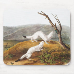 Little Nimble Weasel Putorius agilis Illustration Mouse Pad