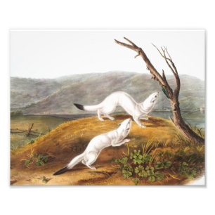 Little Nimble Weasel Putorius agilis Illustration Photo Print