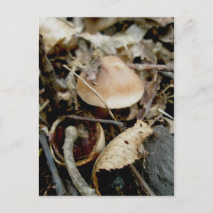 Little Orange Hat Postcard