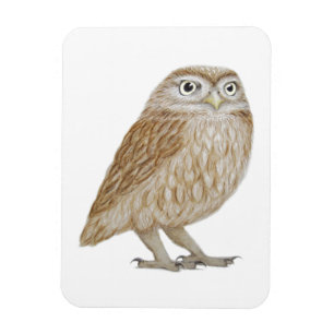 Little Owl 2011 Magnet