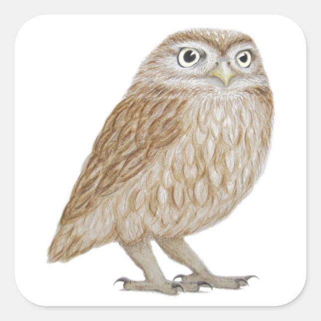 Little Owl 2011 Square Sticker (Front)