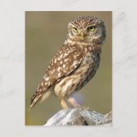 Little Owl (Athene noctua)