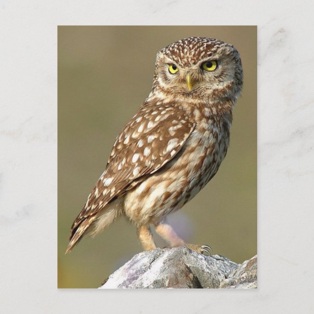 Little Owl (Athene noctua) Postcard (Front)