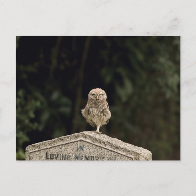 Little owl in a cemetery postcard (Front)