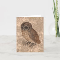 Little Owl, Infinity Dots by After Albrecht Durer