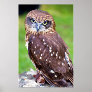 Little Owl Poster