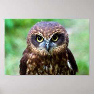 Little Owl Poster