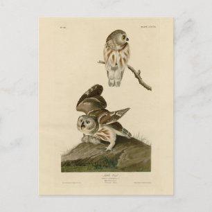 Little Owl (Saw-whet) Audubon's Birds of America Postcard