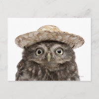 Little Owl wearing a straw hat - Athene noctua