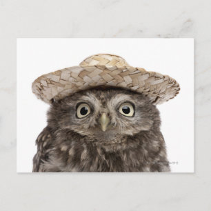Little Owl wearing a straw hat - Athene noctua Postcard