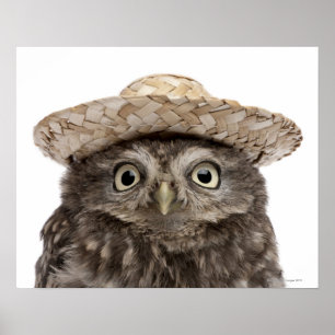 Little Owl wearing a straw hat - Athene noctua Poster