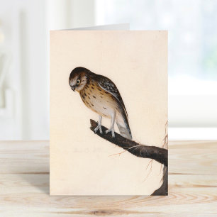 Little Owl   William Lewin Card