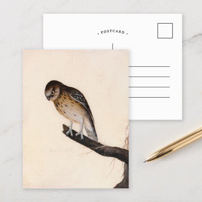 Little Owl | William Lewin Postcard (Creator Uploaded)