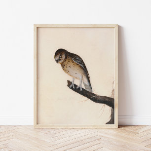 Little Owl   William Lewin Poster