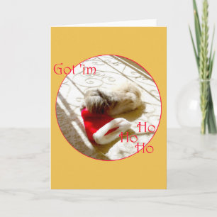 Little Pekingese Grabs Santa Holiday Card