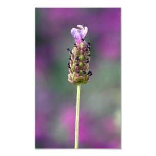little piece of Lavender Photo Print