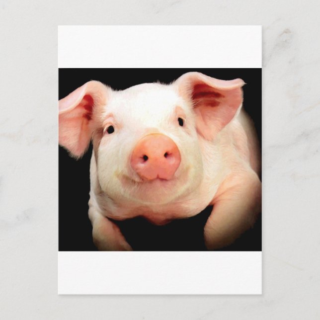 Little Piggy Postcard (Front)
