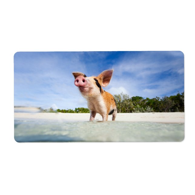 Little piglet (Front)