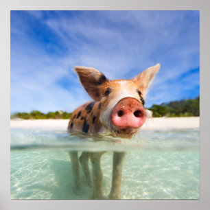 Little piglet poster