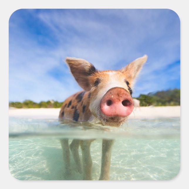 Little piglet square sticker (Front)